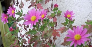 asterchen1 asterchen1