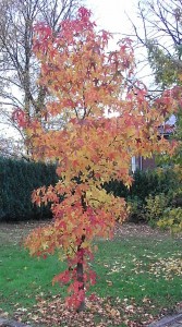 dsci0042-kopie-kleirotambi