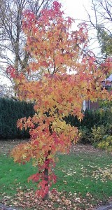 roter-ambi roter-ambi