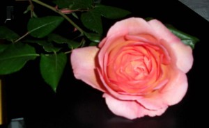 dsci0006-kopierosschwa dsci0006-kopierosschwa