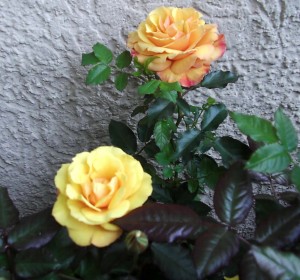 gelbe Rose gelbe Rose