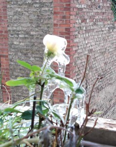 Weiße Rose Weiße Rose