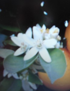 sinasapfel sinasapfel