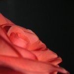 eine Rose