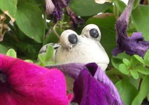 wetterfrosch_n