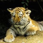 Tigerjunges-1021121_1280