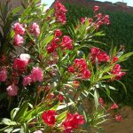 Oleander_o