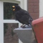 Amsel