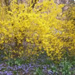 Forsythien_o